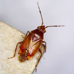 Alloeotomus gothicus