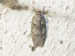 Semioscopis inornata