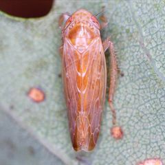 Thamnotettix dilutior