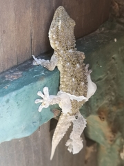 Tarentola mauritanica