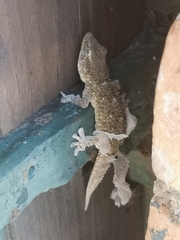 Tarentola mauritanica