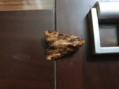 Ercheia cyllaria