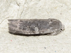 Lithophane laticinerea