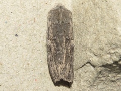 Lithophane laticinerea