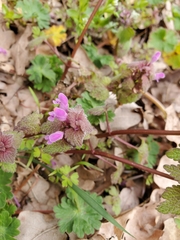 Lamium purpureum