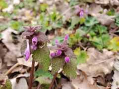Lamium purpureum
