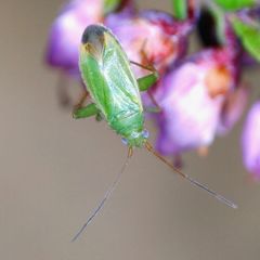 Orthotylus ericetorum