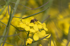 Apis cerana japonica