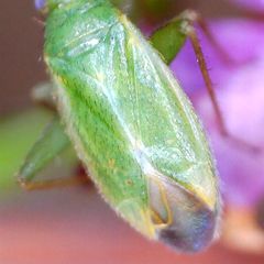 Orthotylus ericetorum