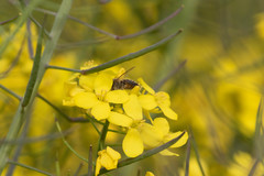 Apis cerana japonica
