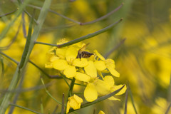 Apis cerana japonica