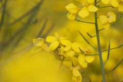 Apis cerana japonica