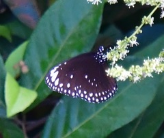 Euploea crameri bremeri