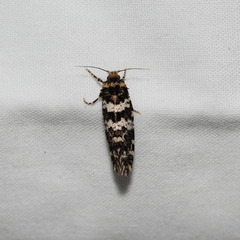 Ardiosteres moretonella