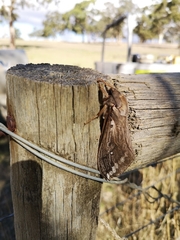 Abantiades argentata