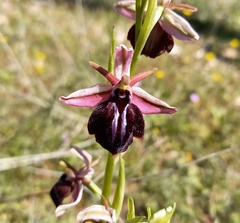 Ophrys sphegodes spruneri