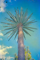 Pachypodium lamerei image