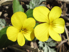 Viola orientalis
