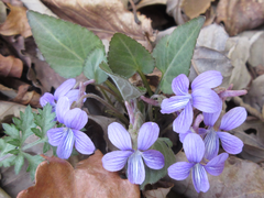 Viola philippica