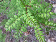 Zanthoxylum piperitum