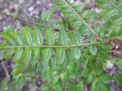 Zanthoxylum piperitum