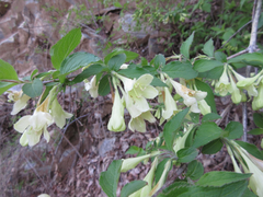 Weigela subsessilis