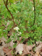 Ceratocapnos claviculata