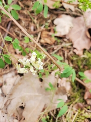 Ceratocapnos claviculata