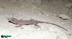 Hemidactylus persicus