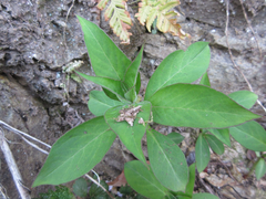 Lysimachia clethroides