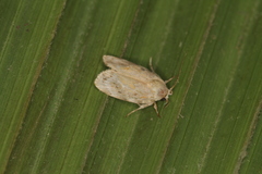 Chlamydastis arenaria