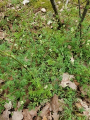 Ceratocapnos claviculata