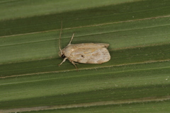 Chlamydastis arenaria