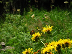 Crepis sibirica
