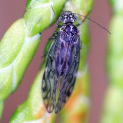 Philotarsus parviceps