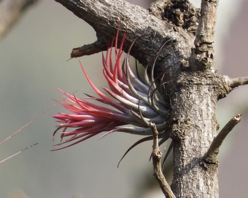 Tillandsia kolbii, photograph 1