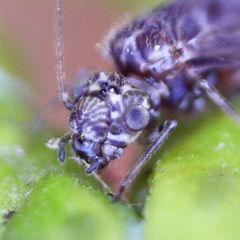 Philotarsus parviceps