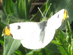 Anthocharis scolymus