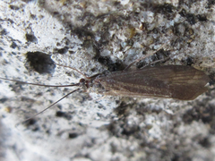 Brachypsyche schmidi