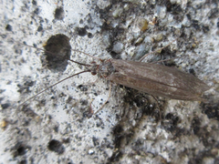 Brachypsyche schmidi