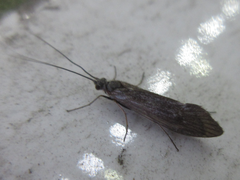 Brachypsyche schmidi