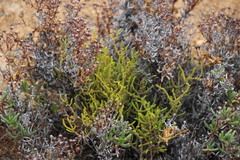 Crassula muscosa obtusifolia