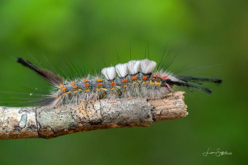 Fir Tussock Moth