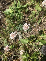 Noccaea caerulescens