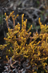 Crassula muscosa obtusifolia
