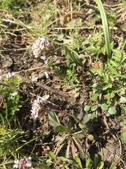 Noccaea caerulescens