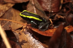 Phyllobates aurotaenia
