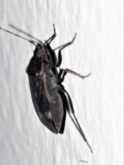 Neolethaeus tenebrosus