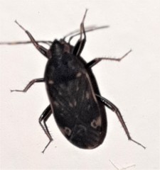 Neolethaeus tenebrosus