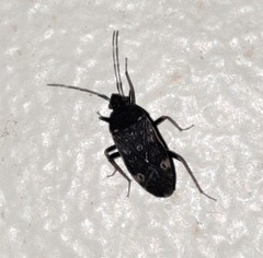 Neolethaeus tenebrosus